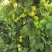 沂蒙山区凯特杏