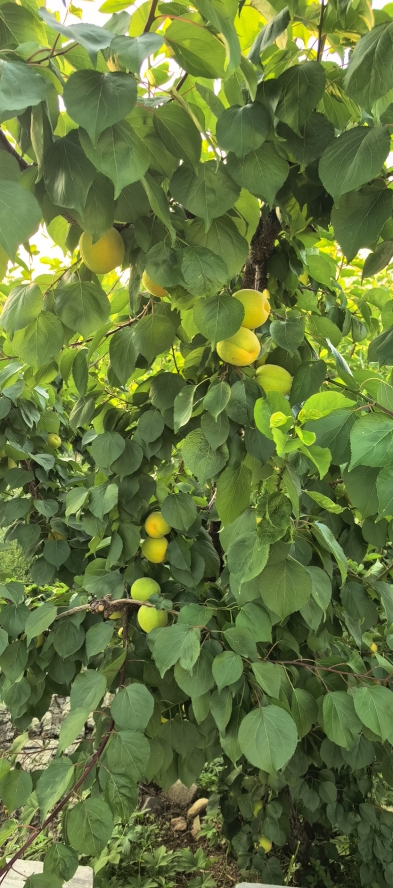 沂蒙山区凯特杏