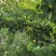 沂蒙山区凯特杏