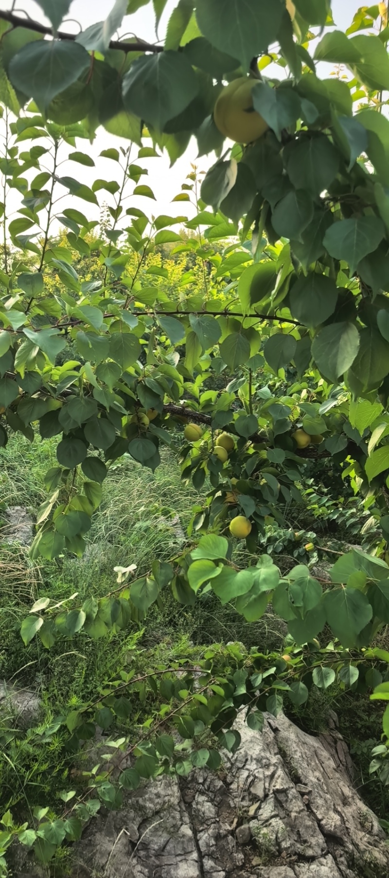 沂蒙山区凯特杏