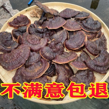 金边灵芝金边香灵芝常年供应金边灵芝电商供货代发