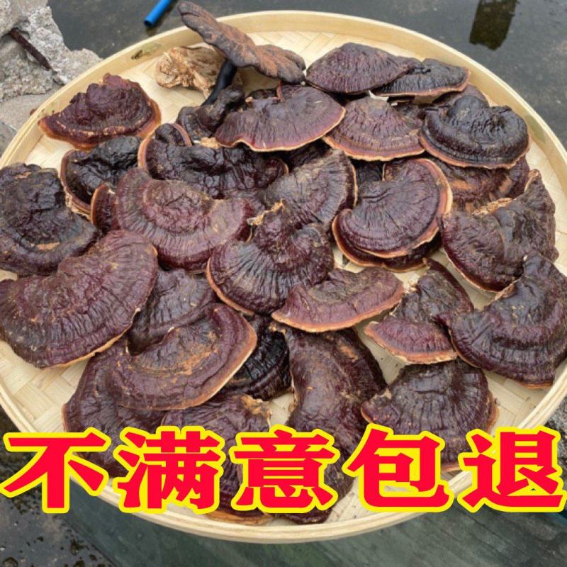 金边灵芝金边香灵芝常年供应金边灵芝电商供货代发