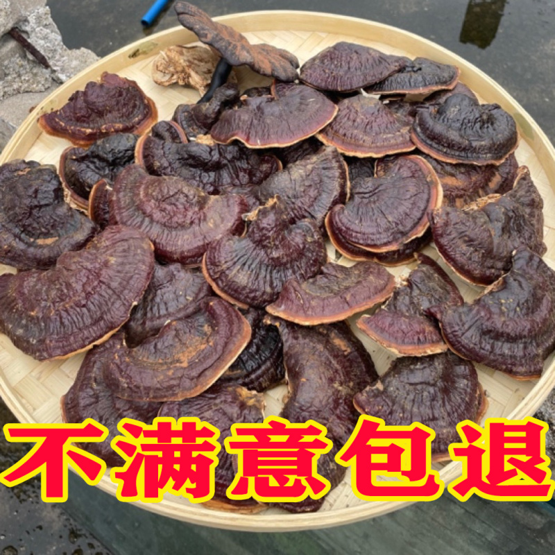 金边灵芝金边香灵芝常年供应金边灵芝电商供货代发
