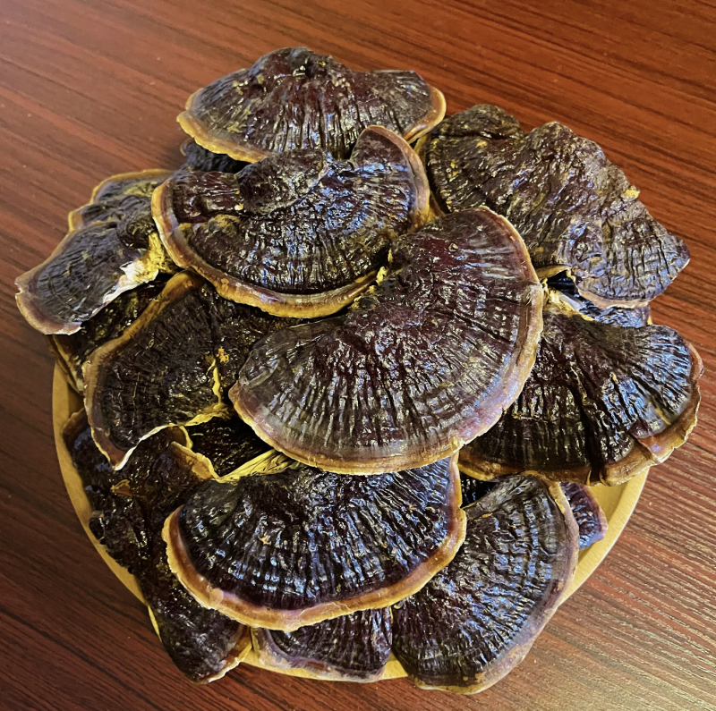 金边灵芝金边香灵芝常年供应金边灵芝电商供货代发