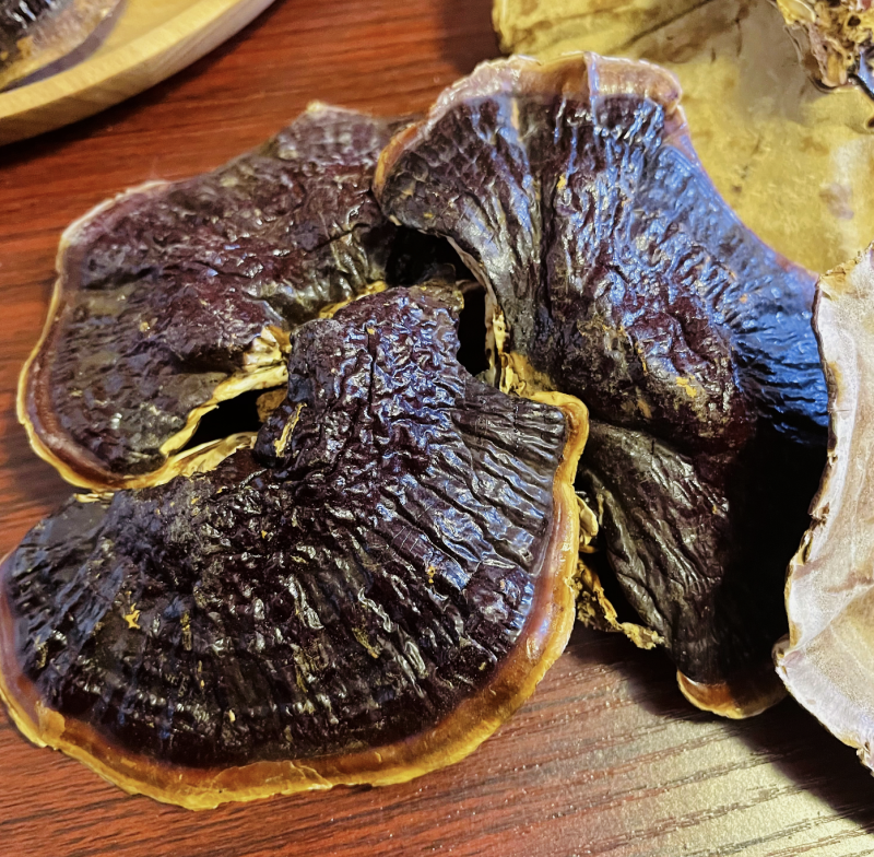 金边灵芝金边香灵芝常年供应金边灵芝电商供货代发