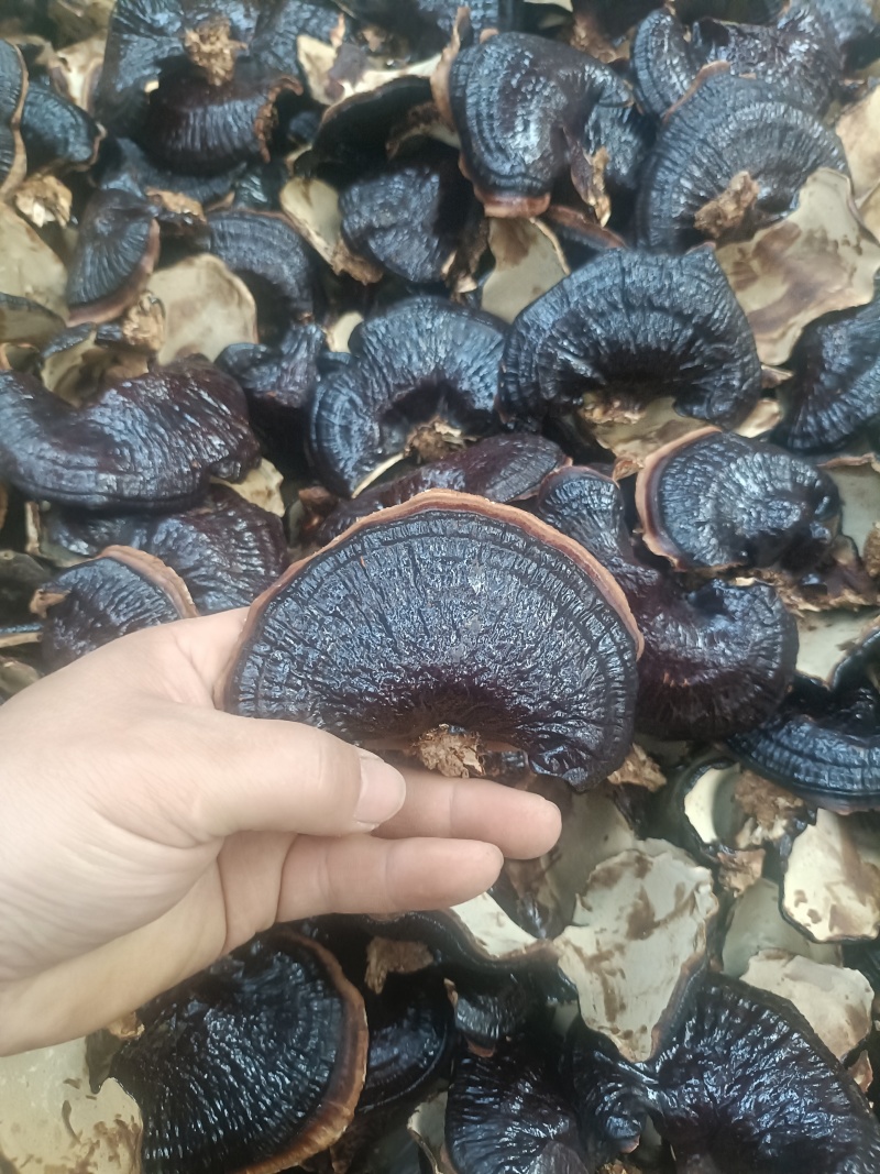 金边灵芝金边香灵芝常年供应金边灵芝电商供货代发