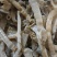 野生沙虫