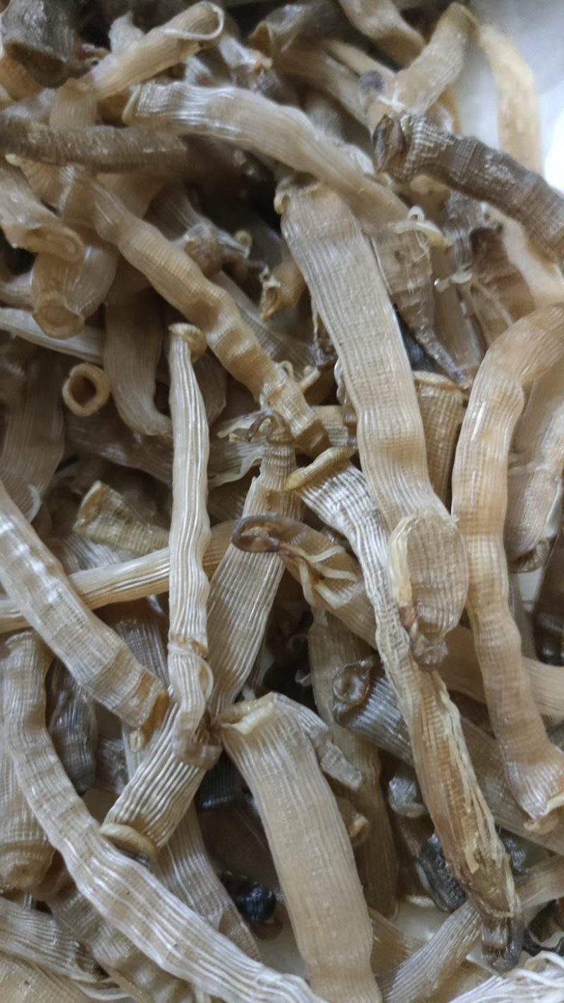 野生沙虫