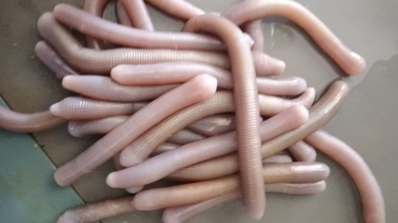 野生沙虫