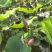 重瓣荷花主要经营鲜花