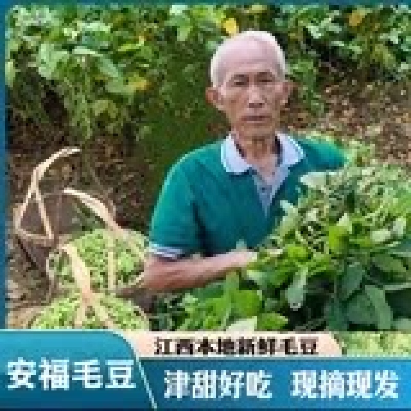 安福毛豆新鲜露天带壳青豆农家本地青毛豆