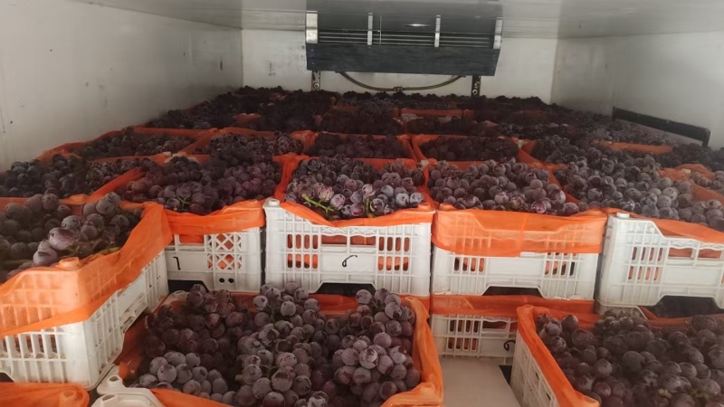 巨峰/乒乓球/藤稔葡萄万亩棚区大量上市中/市场商超！