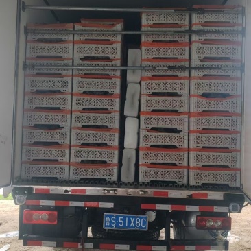 巨峰/乒乓球/藤稔葡萄万亩棚区大量上市中/市场商超！