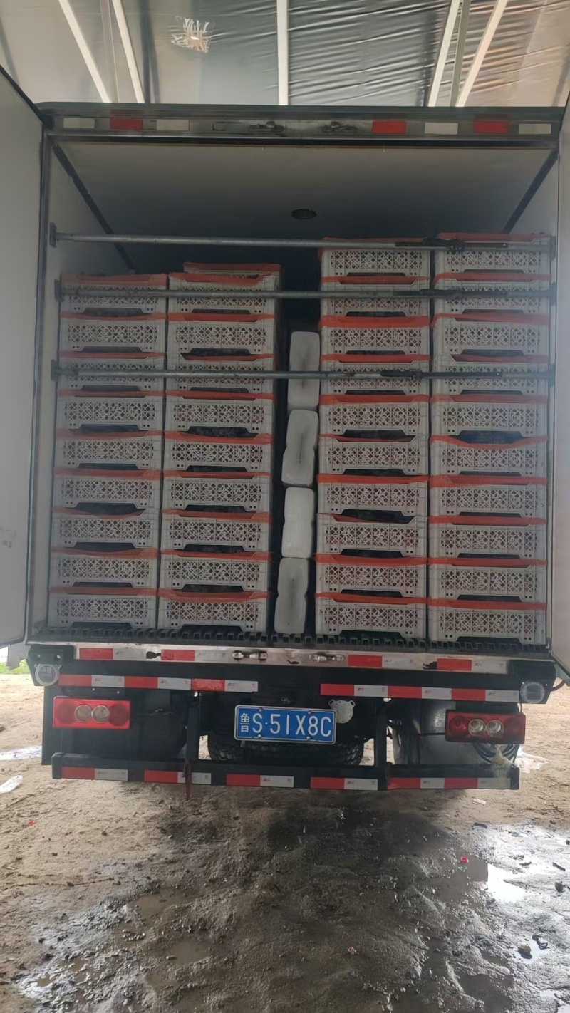 巨峰/乒乓球/藤稔葡萄万亩棚区大量上市中/市场商超！