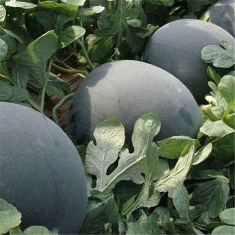《热卖》辽宁黑皮甜王西瓜大量上市包熟包甜对接全国量大从优