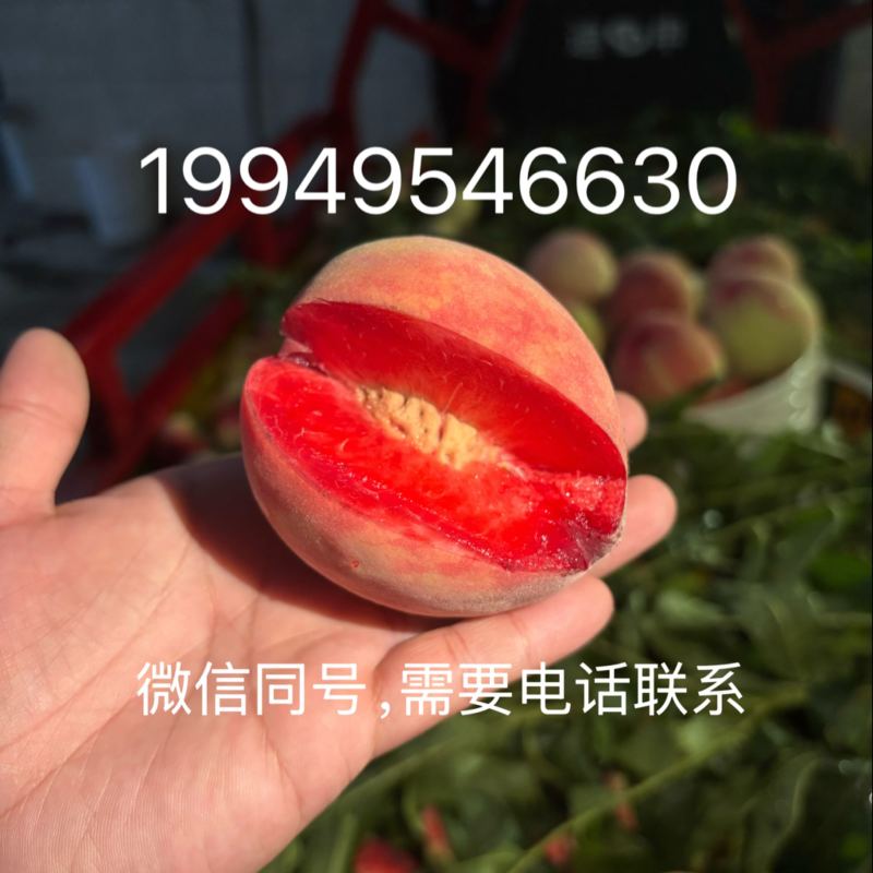 离骨血桃，大中小都有通价2.5元，产量2万斤，看货再摘