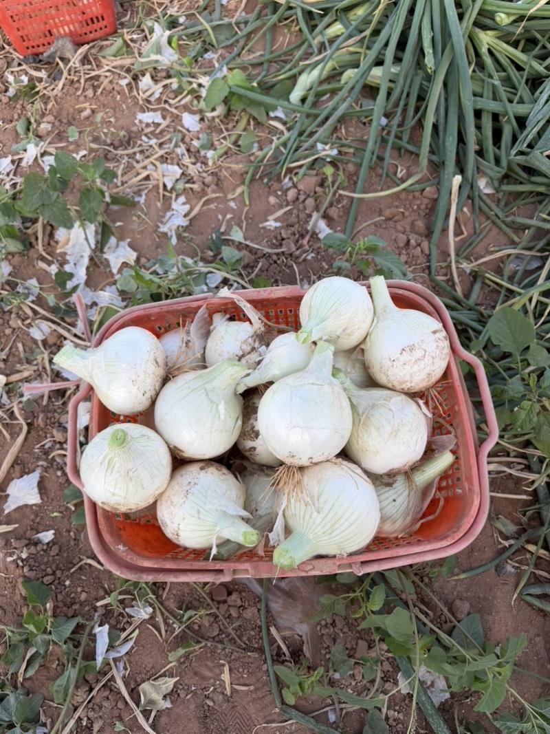 吐鲁番精品白洋葱联系