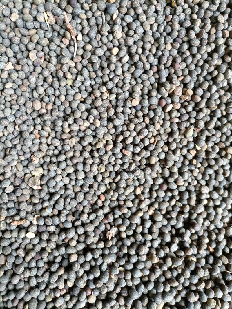 黑豌豆