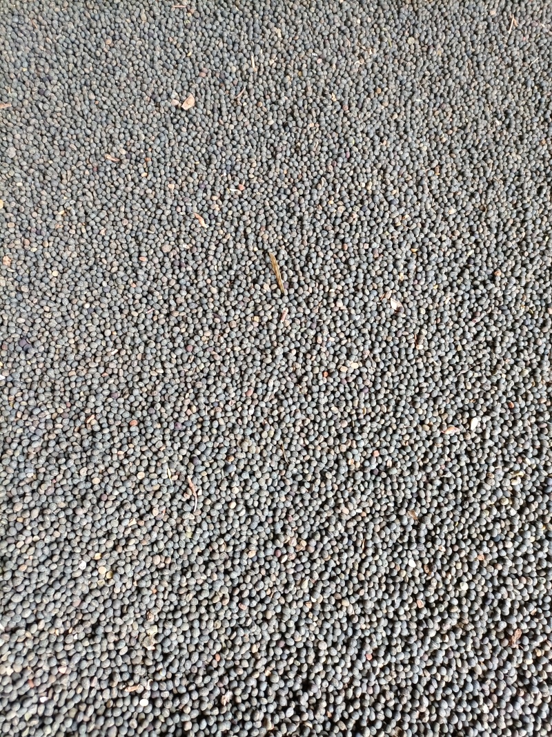黑豌豆