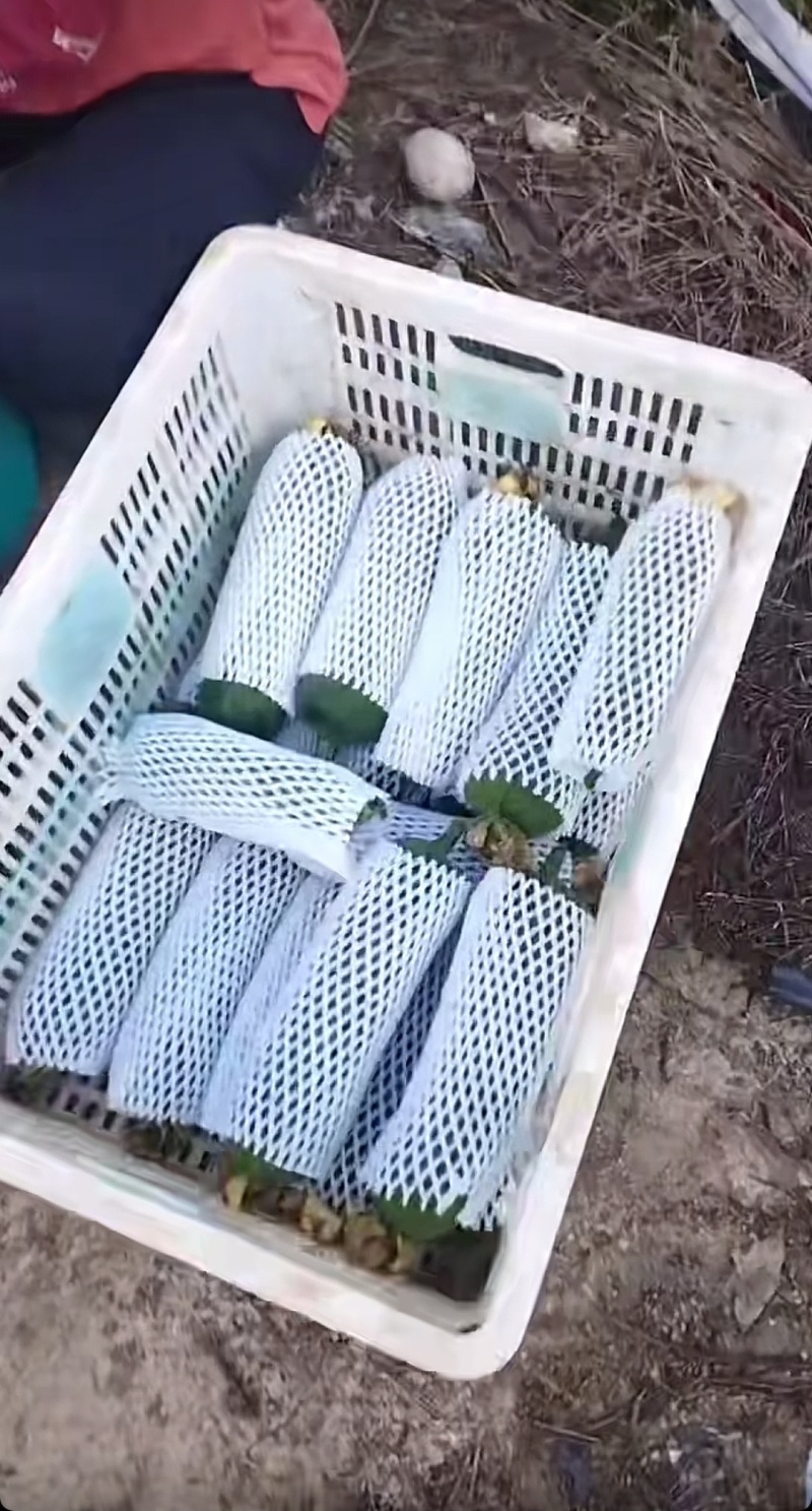 产地直发丝瓜，每天地里阿姨新鲜采摘，天天走车，随时在线