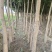 现货4-10公分国槐，8000棵左右现货，甘肃白银