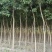 现货4-10公分国槐，8000棵左右现货，甘肃白银