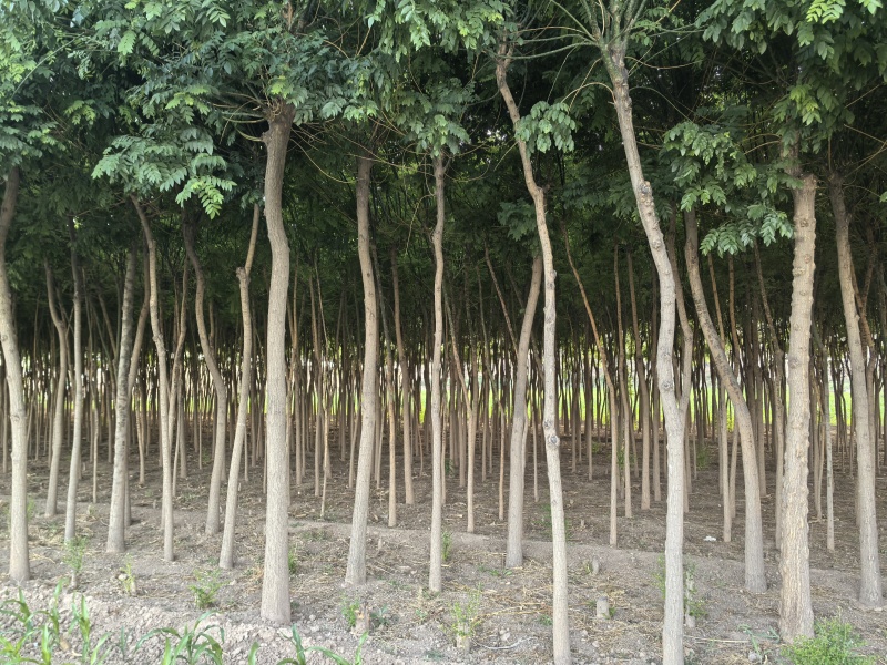现货4-10公分国槐，8000棵左右现货，甘肃白银