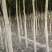 现货4-10公分国槐，8000棵左右现货，甘肃白银