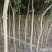 现货4-10公分国槐，8000棵左右现货，甘肃白银