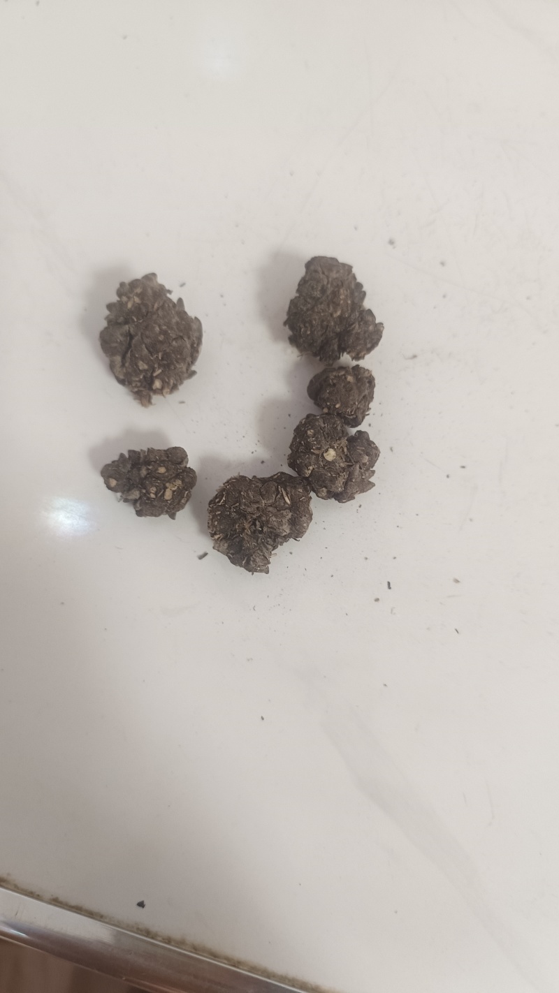猫爪草出售，全国各地包邮，1斤起发货