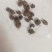 猫爪草出售，全国各地包邮，1斤起发货