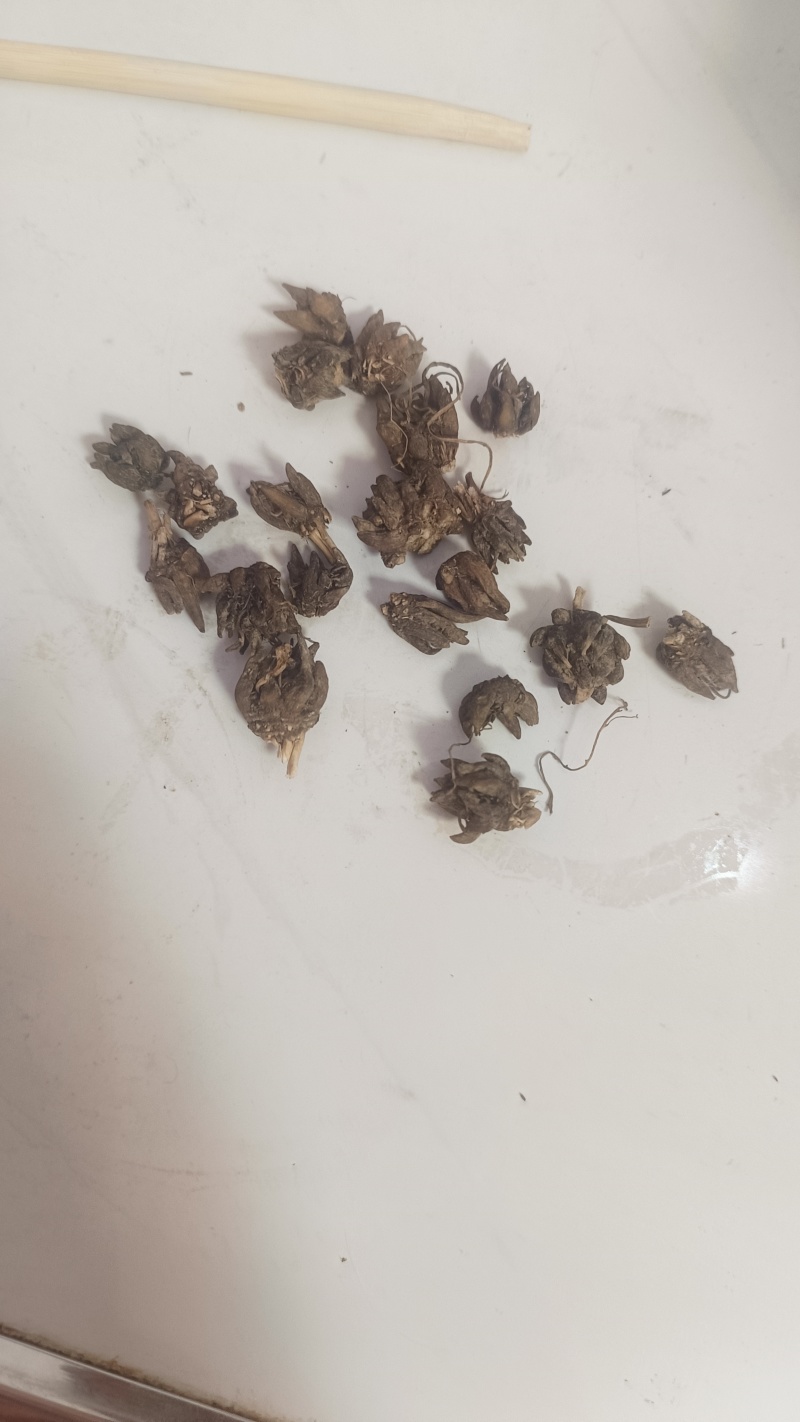 猫爪草出售，全国各地包邮，1斤起发货