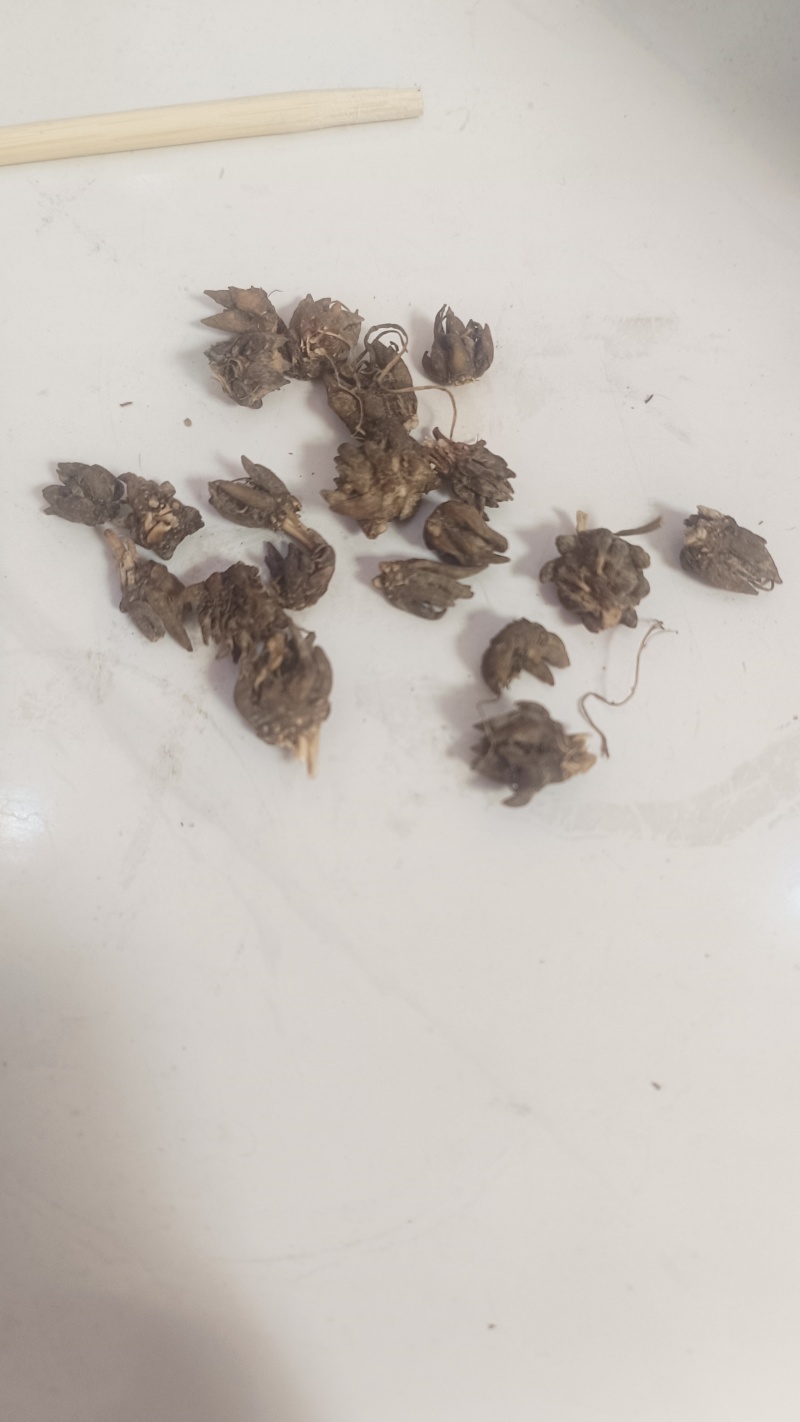 猫爪草出售，全国各地包邮，1斤起发货