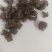 猫爪草出售，全国各地包邮，1斤起发货