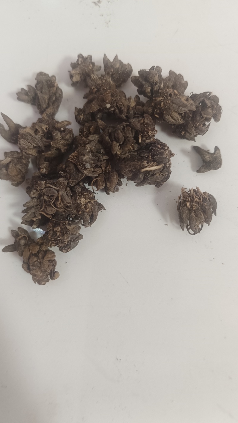 猫爪草出售，全国各地包邮，1斤起发货