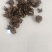 猫爪草出售，全国各地包邮，1斤起发货