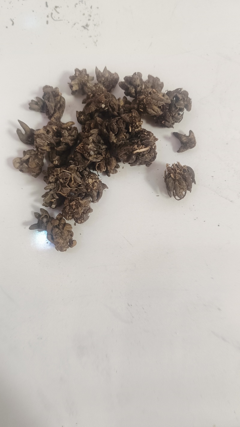 猫爪草出售，全国各地包邮，1斤起发货