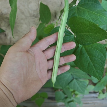 富SOD大白豆角