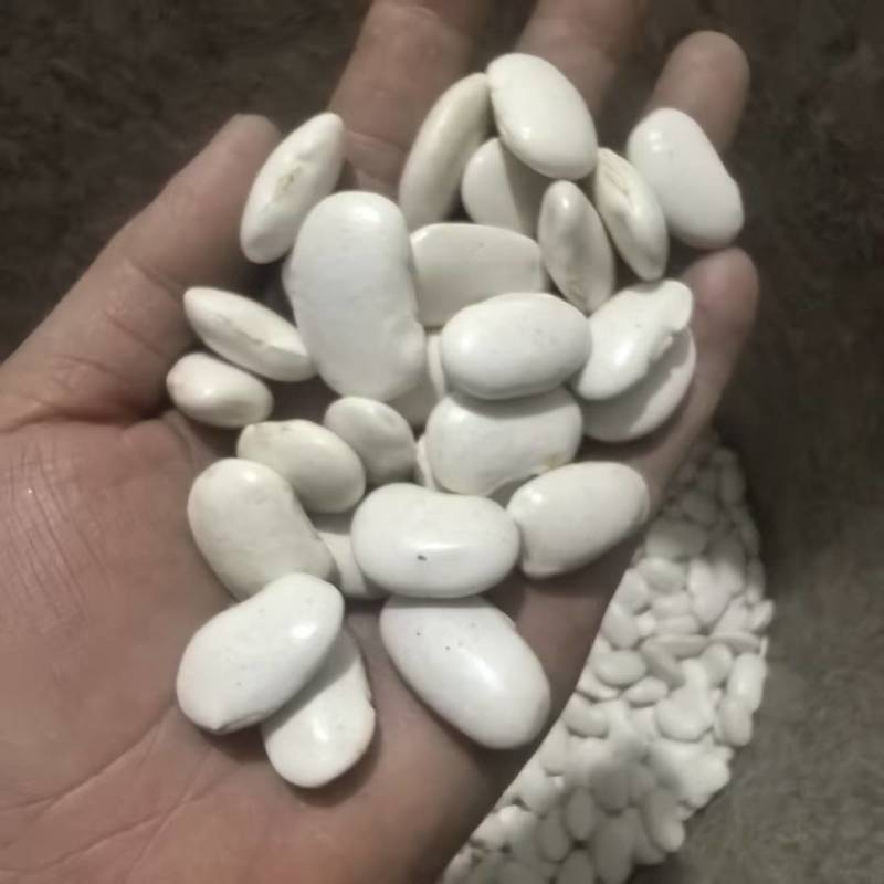 白芸豆干货长期有货