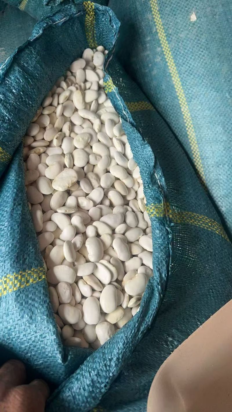 白芸豆干货长期有货