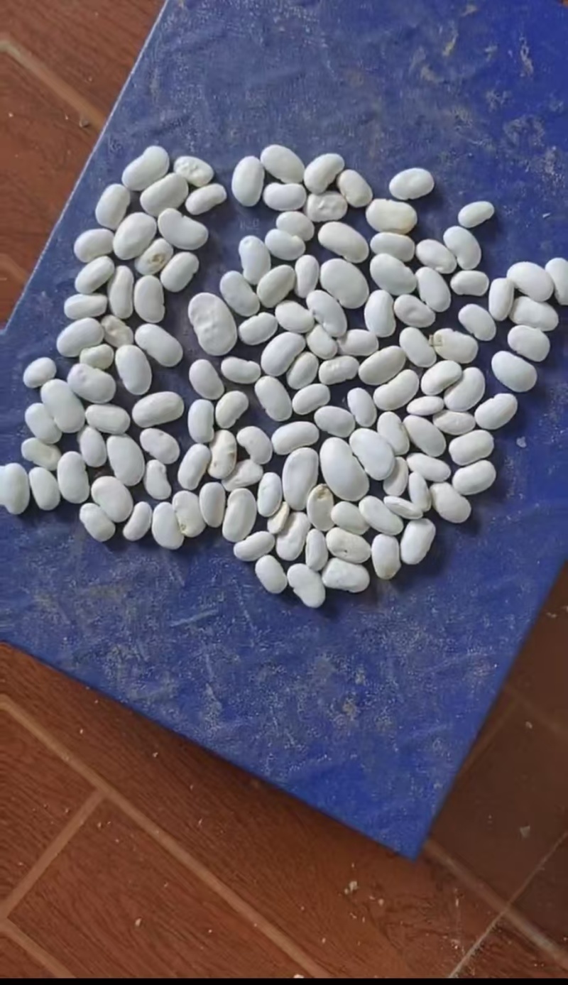 白芸豆干货长期有货