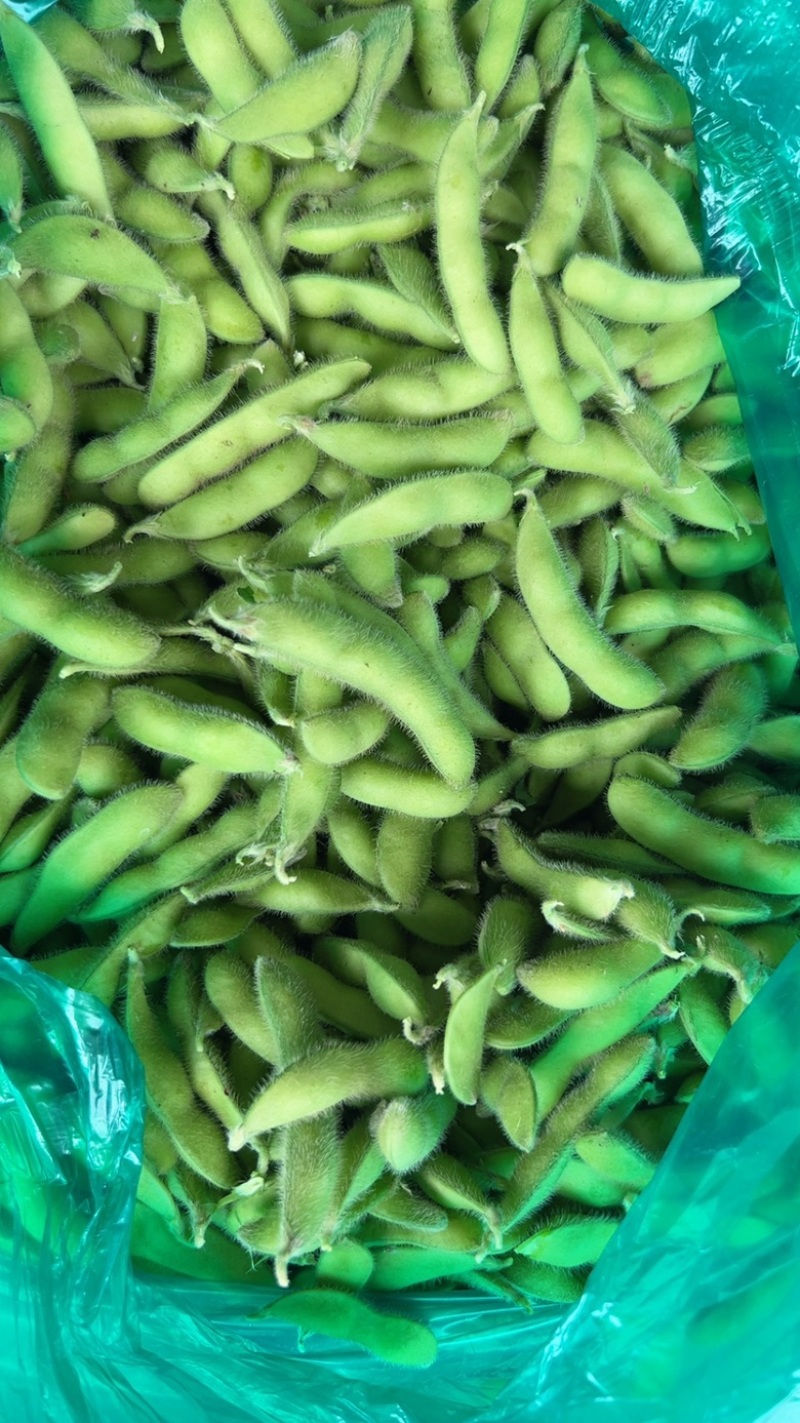 优质青毛豆大量上市中，确保质量，欢迎新老客户前来选购