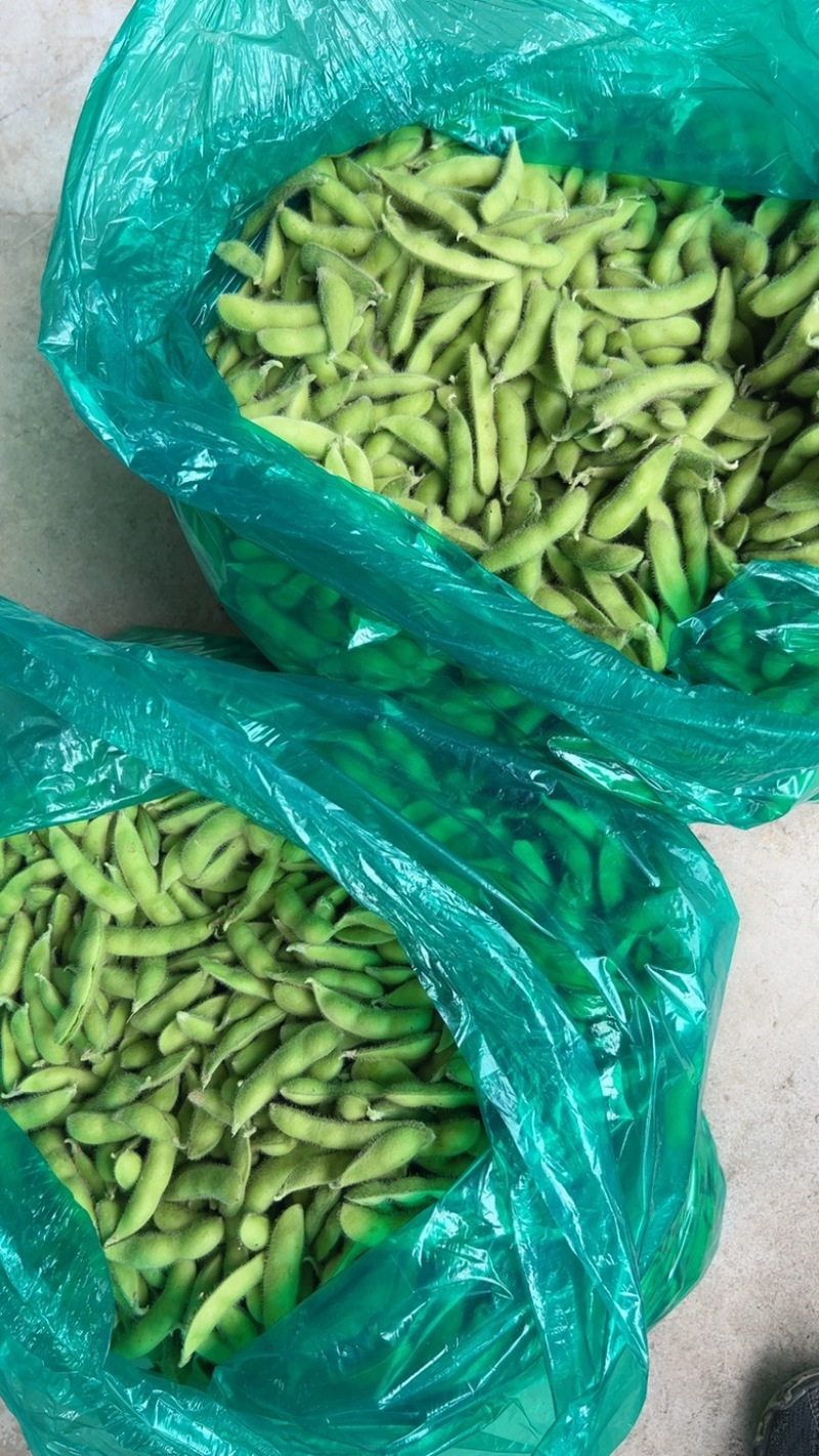 优质青毛豆大量上市中，确保质量，欢迎新老客户前来选购