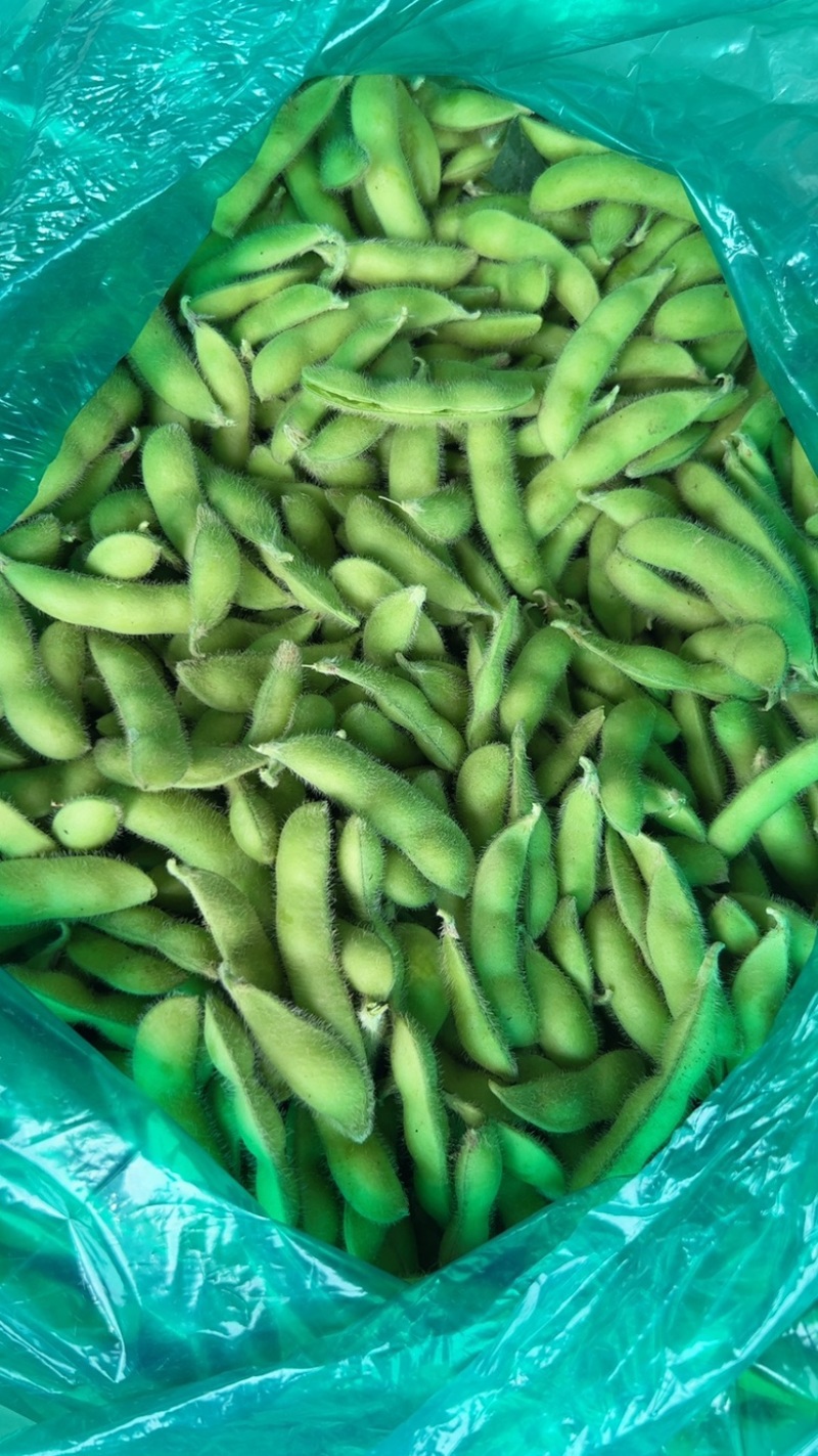 优质青毛豆大量上市中，确保质量，欢迎新老客户前来选购
