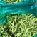 优质青毛豆大量上市中，确保质量，欢迎新老客户前来选购