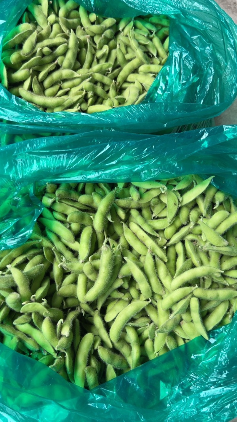 优质青毛豆大量上市中，确保质量，欢迎新老客户前来选购