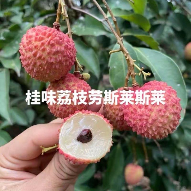 桂味荔枝，6.2号开园