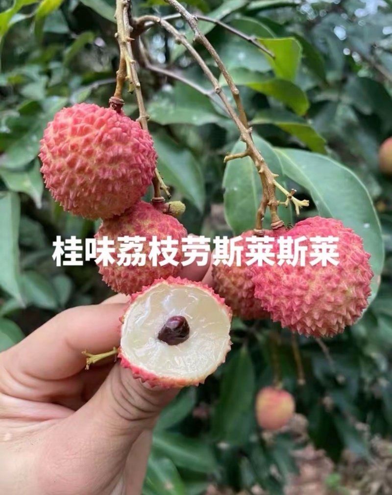 桂味荔枝，6.2号开园