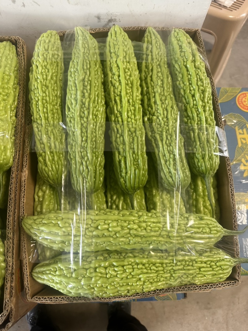 瓠瓜夜开花