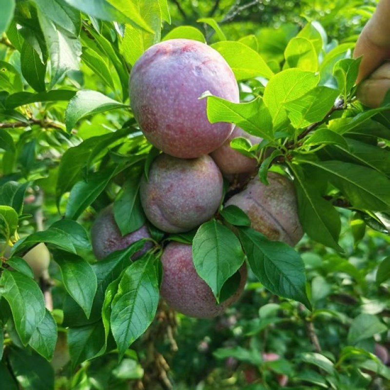 脆甜三华李
